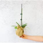 Bloomless Beauty Orchid - Deluxe