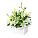 Pure Elegance White Lily Flower Box - Standard