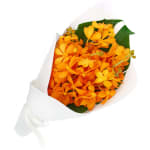 Orchids - Premium