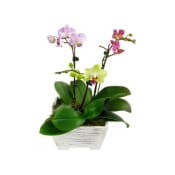 Orchid Planter Box