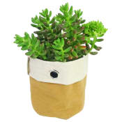  Desert Jewel Succulent