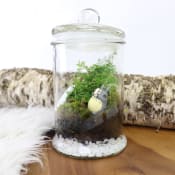 My Totoro Terrarium