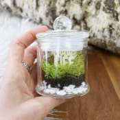 Love Life Mini Terrarium