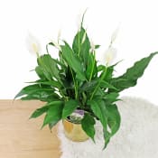 Golden Peace Lily