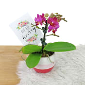 Celebration Orchid