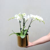 Gilded Phalaenopsis - White