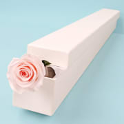 Preserved Pink Rose Stem  - Standard