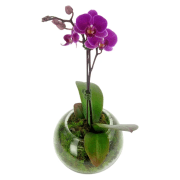 Pink Orchid Fishbowl - Standard