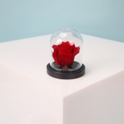 Rose Dome - Standard