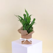 Mini Peace Lily  - Standard