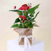 Lindt Anthurium Paradise - Standard