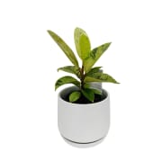 Shivereana Ficus In Ceramic Pot - Standard