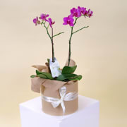 Twin Bloom Treasure  - Standard