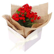 Kalanchoe Bloom Box - Standard