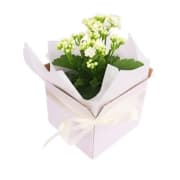 Kalanchoe Blossom Box - Standard