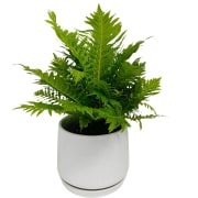 Brechum Brasil Fern Plant In Ceramic Pot - Standard