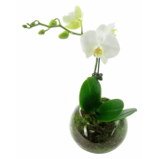 White Orchid Fishbowl - Standard