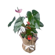 Large Anthurium Plant - Standard
