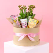 Winter Wellness Gift Boxed Hamper  - Standard