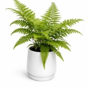 Microlepia Strigosa Fern Plant - Standard