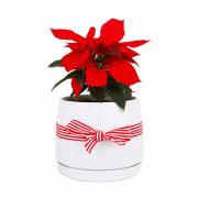 Poinsettia In Ceramic Pot  - Standard