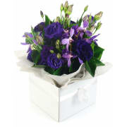 Purple Haze Flower Box - Standard