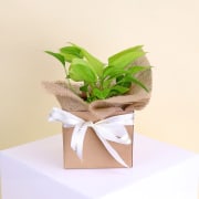 Maggie Plant - Standard