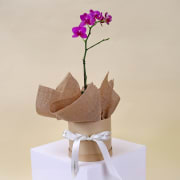 Miniature Orchid Magic - Standard