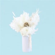 Ivory Dreams  - Standard