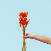 Orange Bunny Tails Bunch - Standard
