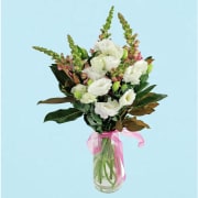 Cat's Meow - Standard