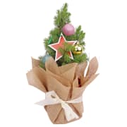 Living Potted Christmas Tree  - Standard