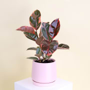 Ruby Ficus In  Ceramic Pot  - Standard