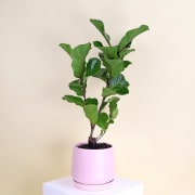 Fiddle Leaf Fig In Ceramic Pot  - Standard