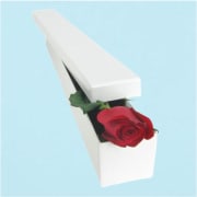 Single Elegant Rose  - Standard