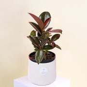 Ceramic Ruby Ficus  - Standard
