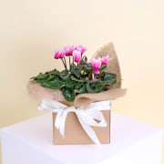 Gift Boxed Cyclamen - Standard