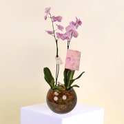Birthday Orchids  - Deluxe