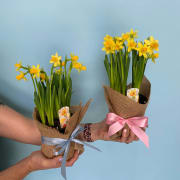 Potted Daffodils - Standard