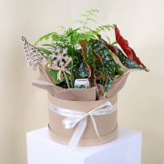 Seasons Greeting Plant Trio  - Standard