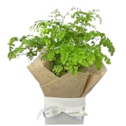 Gift Boxed Maidenhair Fern - Standard