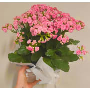 Daily Plant Blooming Kalanchoe - Standard
