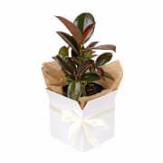 Ruby Ficus Plant - Standard