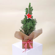 Living Potted Christmas Tree  - Standard