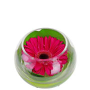 Gerbera Fishbowl Arrangement - Standard