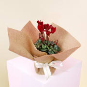 Earthy Elegance Cyclamen  - Standard
