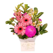 Pinkalicious Bloom Box - Standard