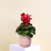 Cyclamen Serenity - Standard