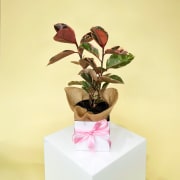 Ruby Ficus Plant - Standard