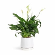 Peace Lily In White Pot - Standard